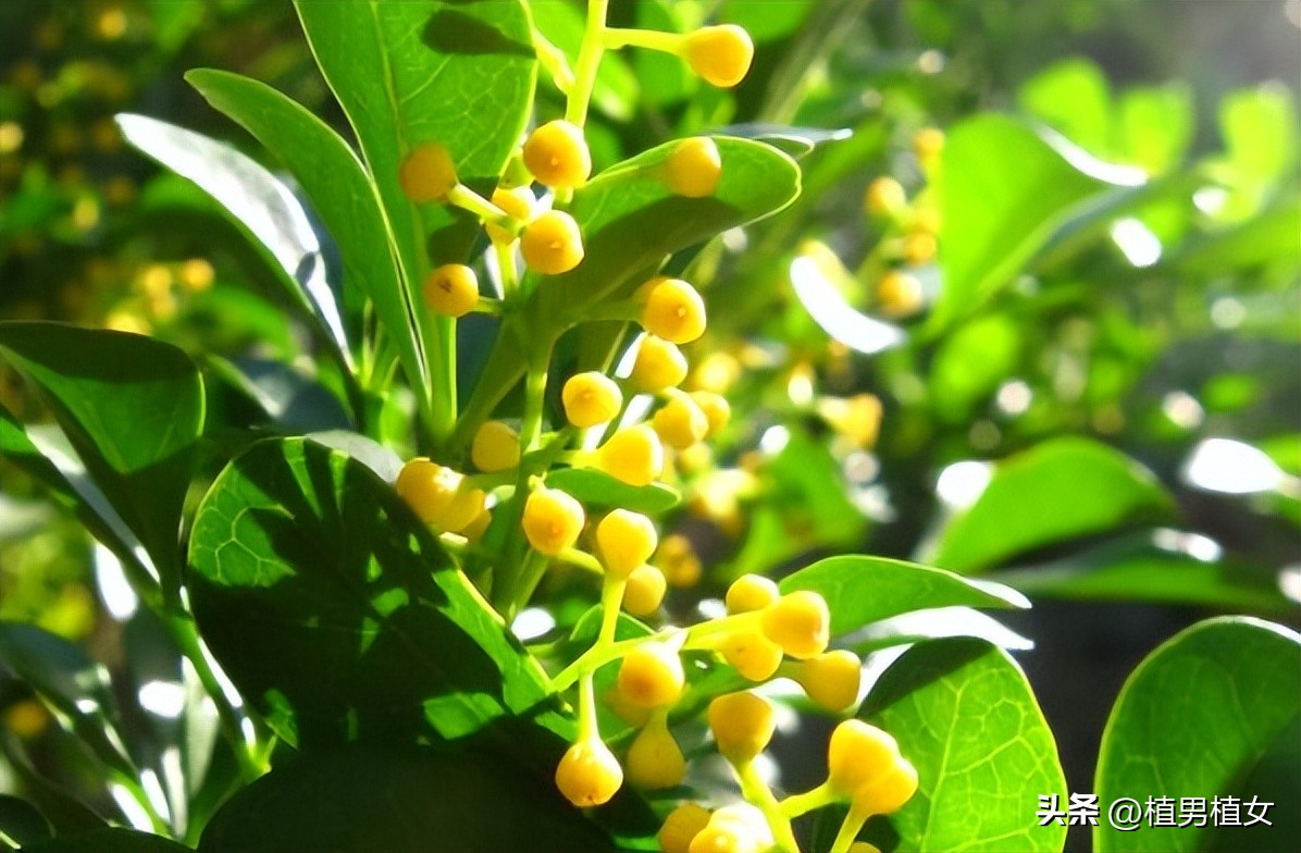 适合在家养的常开花的植物,最好养的开花植物开花不断