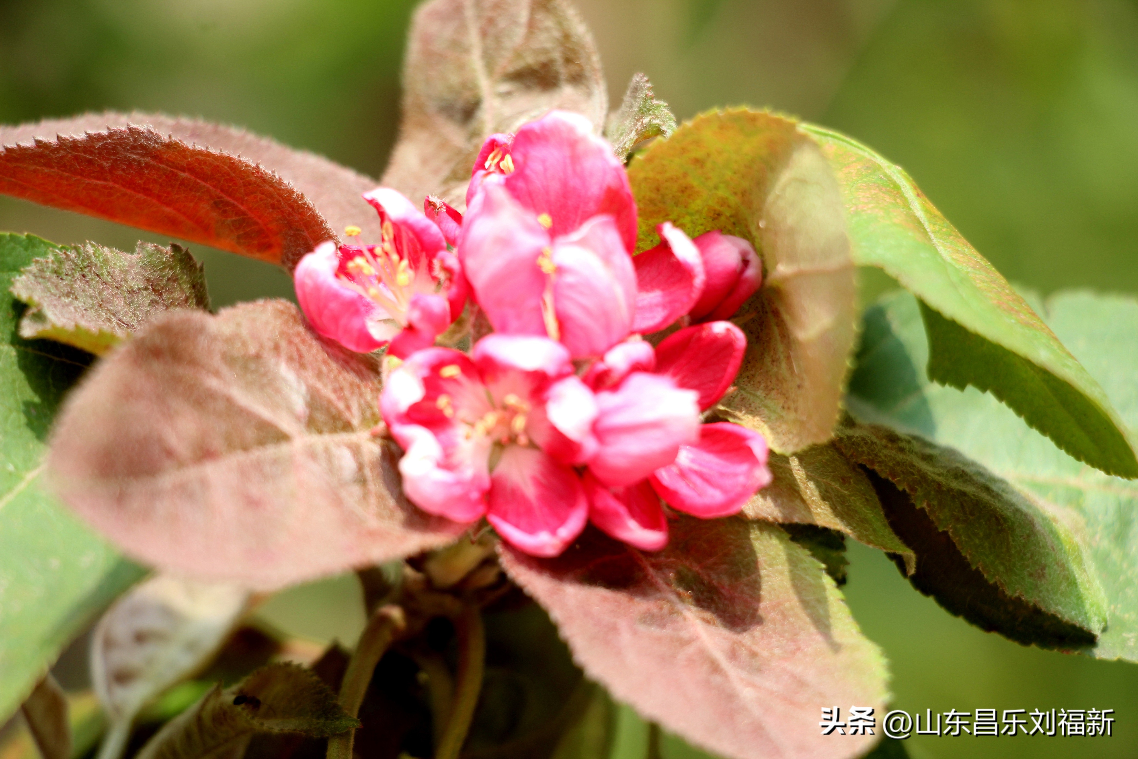 碧水龙庭深圳7栋4单元,顺光风景片拍摄
