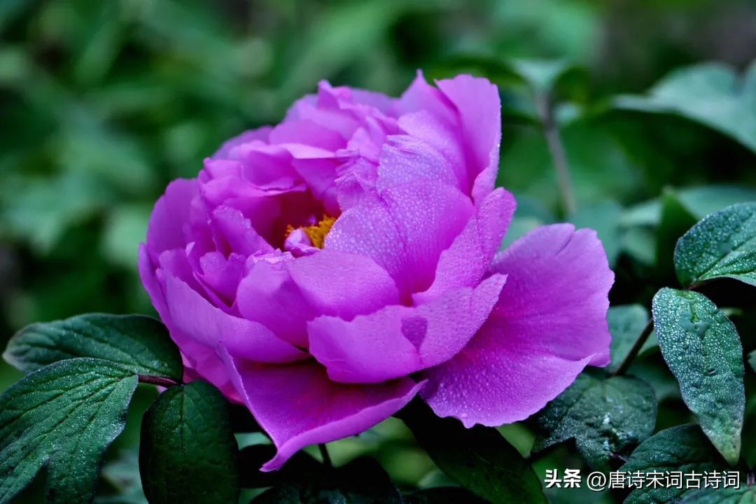 光艳动天下的何止安乐公主