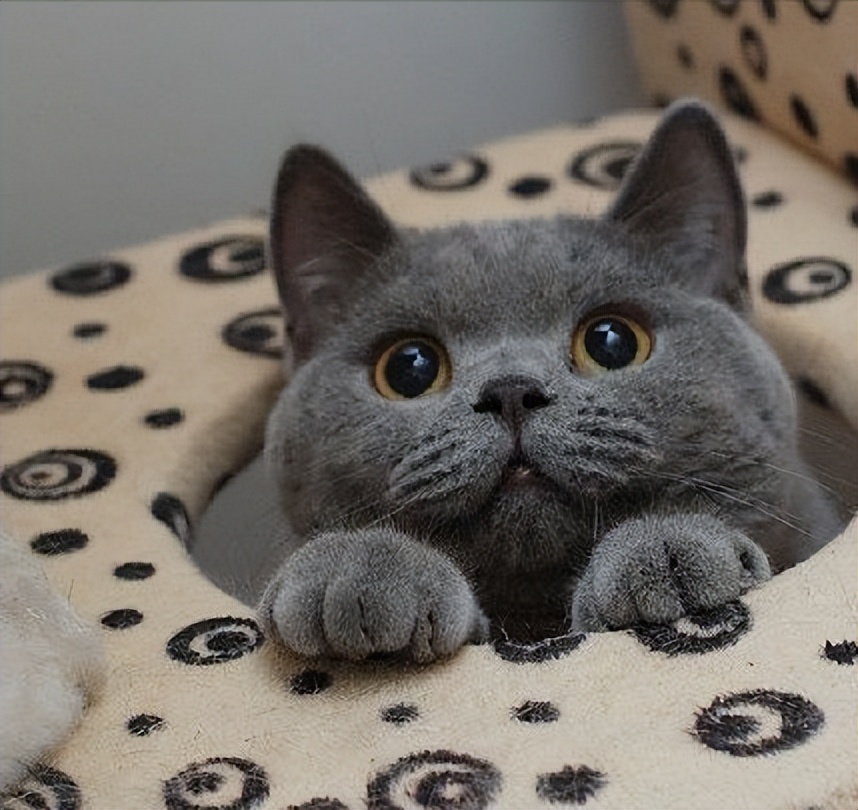 新手养英短蓝猫的十大忠告,英短蓝猫饲养技巧和方法