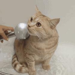 猫咪日常护理常识,猫咪护理需要哪些