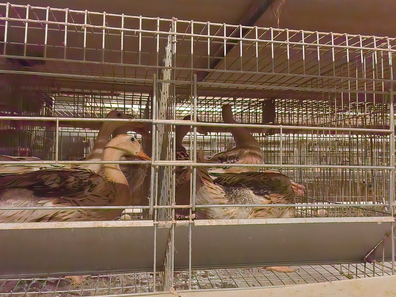 当前蛋鸭养殖,笼养蛋鸭挣钱吗