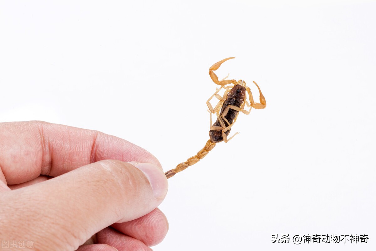世界上最致命的毒蝎,致命毒蝎子