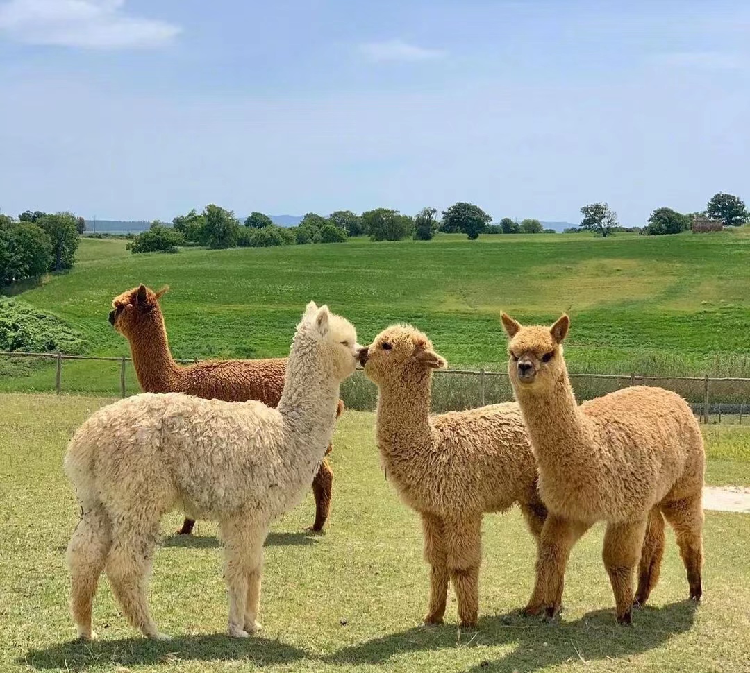 神兽羊驼生活,神兽羊驼介绍