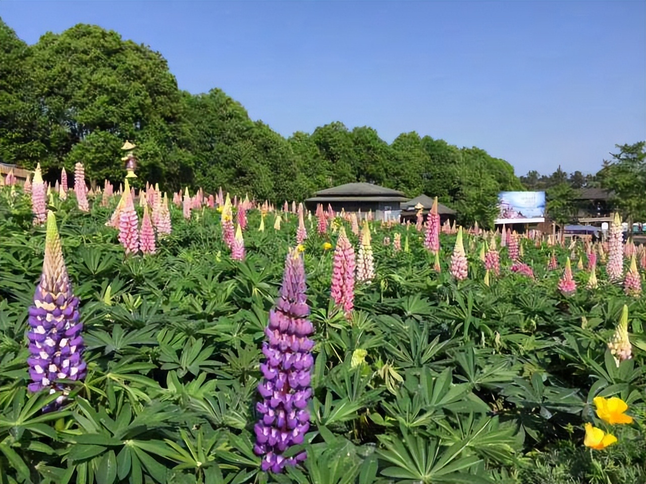 只赚不赔的投资坑,只赚不赔的投资是骗人的吗