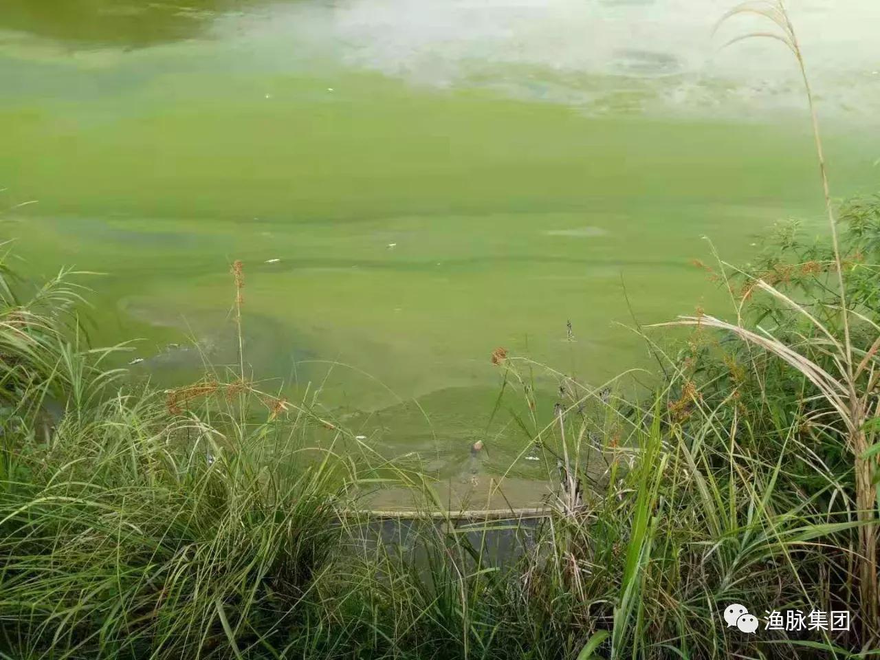 塘底死藻怎么分解,塘口倒藻
