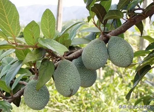 天然果冻水,天然果冻桔价格