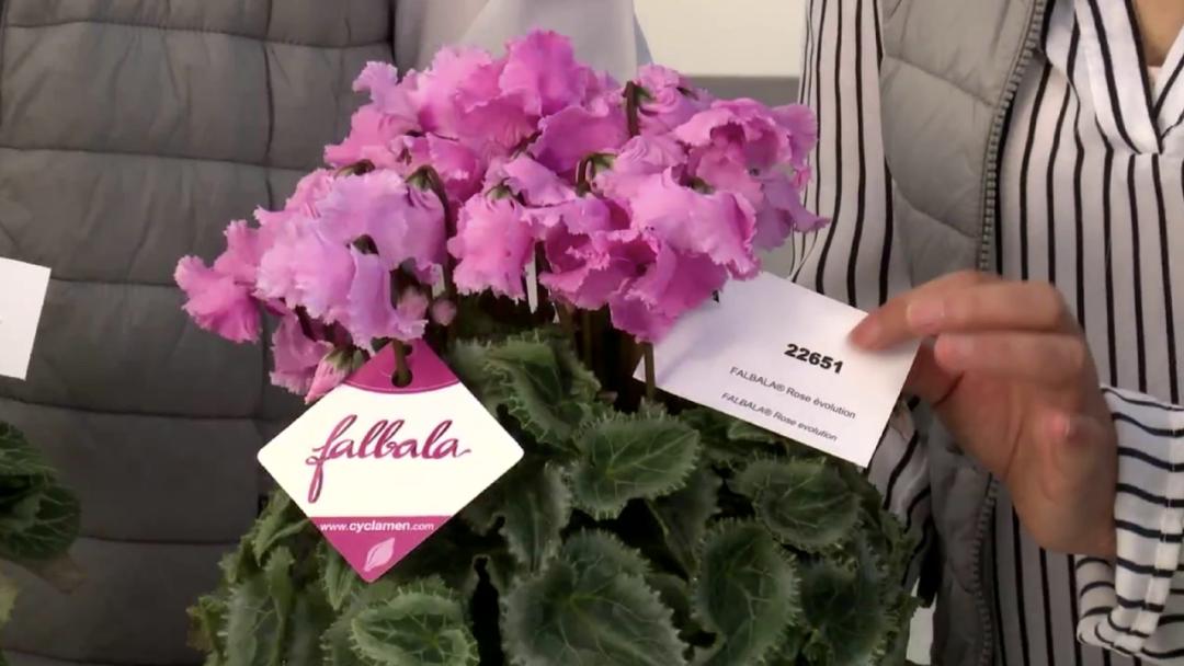 娉曞浗鑾幈灏斾粰瀹㈡潵鍝佺,鑾幈灏斾粰瀹㈡潵