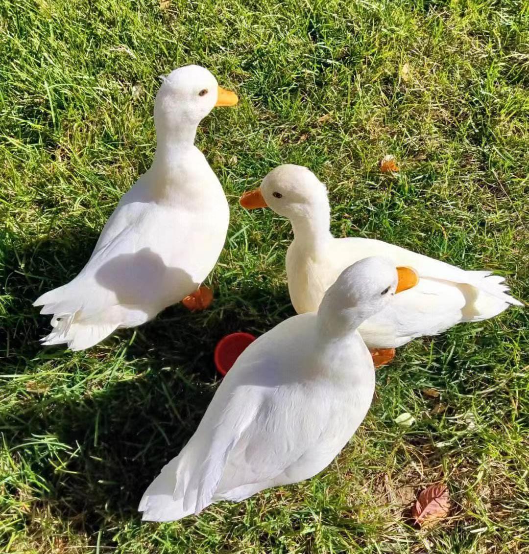 第八届潮玩,潮玩最火产品