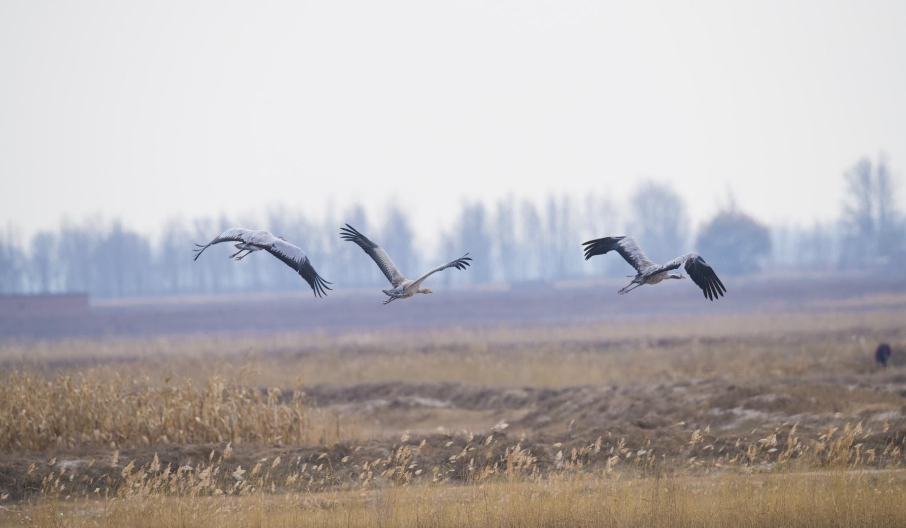 250cc血换30枚蛋！台湾省缺蛋让民众崩溃，大陆为啥没有缺蛋荒？