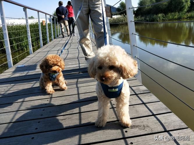 为什么动物交配前会相互闻屁股，看似尴尬的行为，却充满科学依据