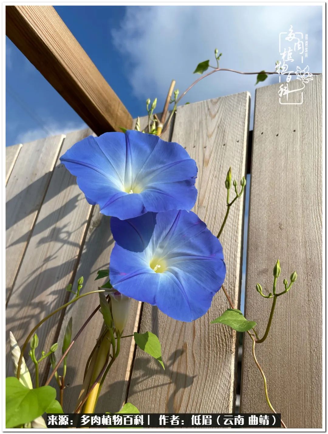 养了七年多肉,养了八年的肉肉终于开花了