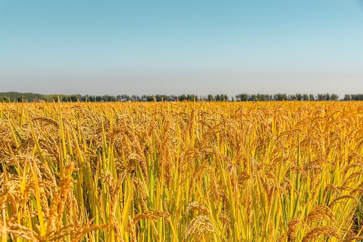 今日春分不负农时不负春,春分晴天有什么好的征兆