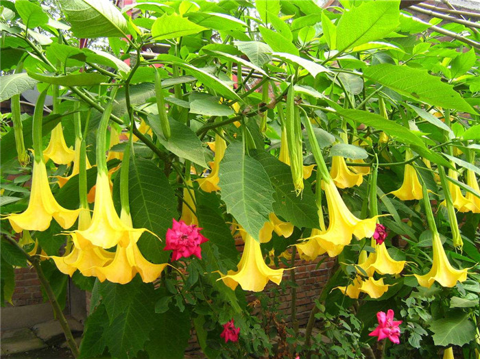 常见有毒花千万别碰,世上有毒的花和植物