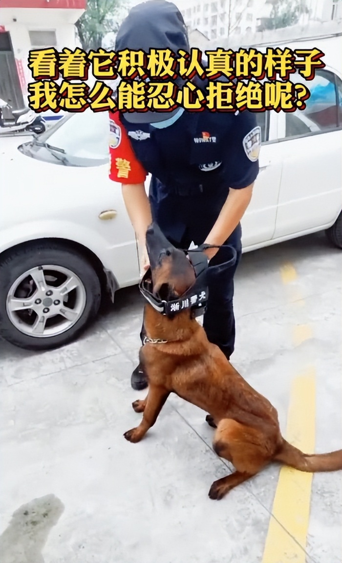 网红警犬巴万抖音正能量,网红警犬巴万上央视