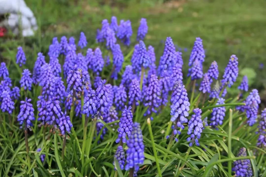 30款经典蓝紫色开花植物!别拉我,就让我坠入这梦幻的漩涡