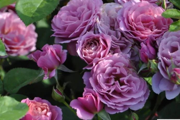 日本月季耐阴品种,日本葵月季适合两广吗