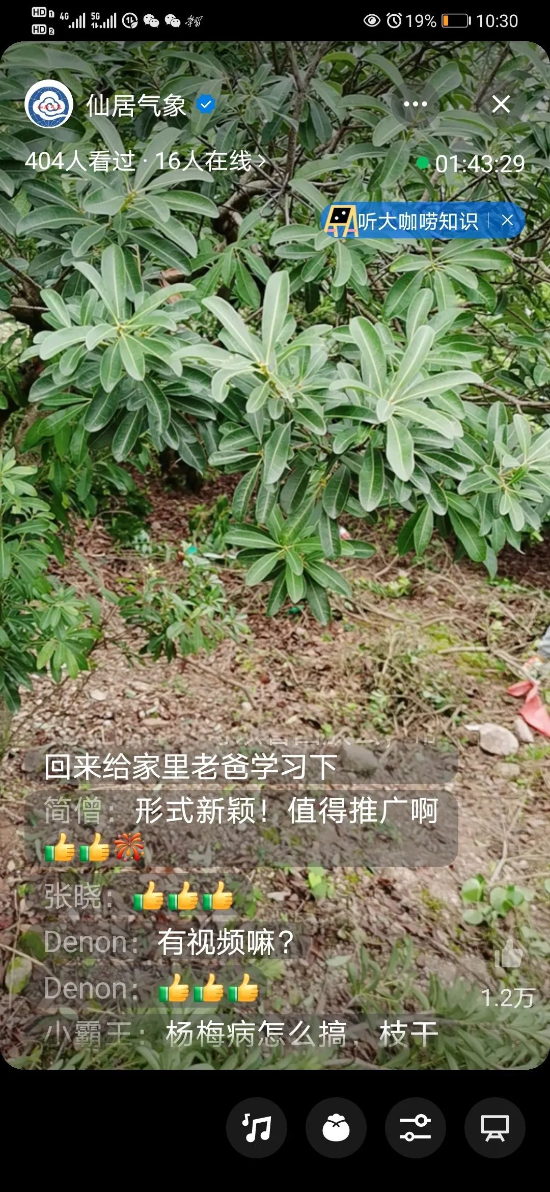 杨梅生活在什么气候中,东魁杨梅生长气候