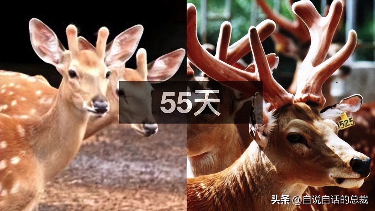 超级血液代表着什么,超级血液是啥