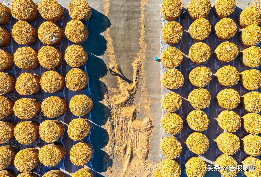 古城粮丰季，仓廪俱盈实！洮南市迈入全省前十产粮大县行列