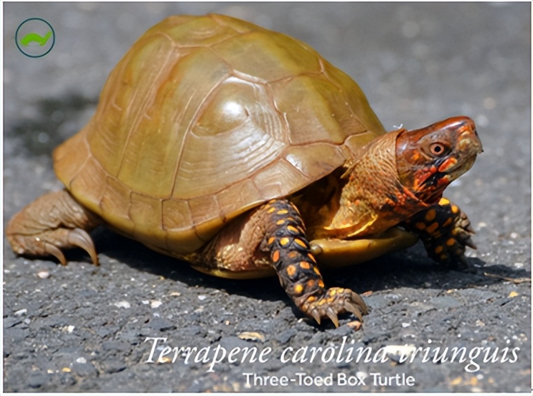 养北美鳄龟的龟友,箱龟种类图片大全