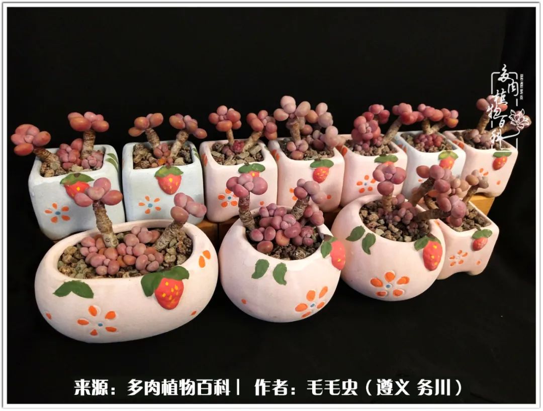 多肉可抵岁月,多肉之花语