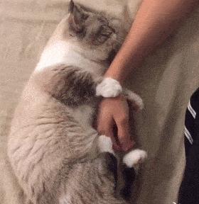 短腿猫优点,短腿猫好养活吗