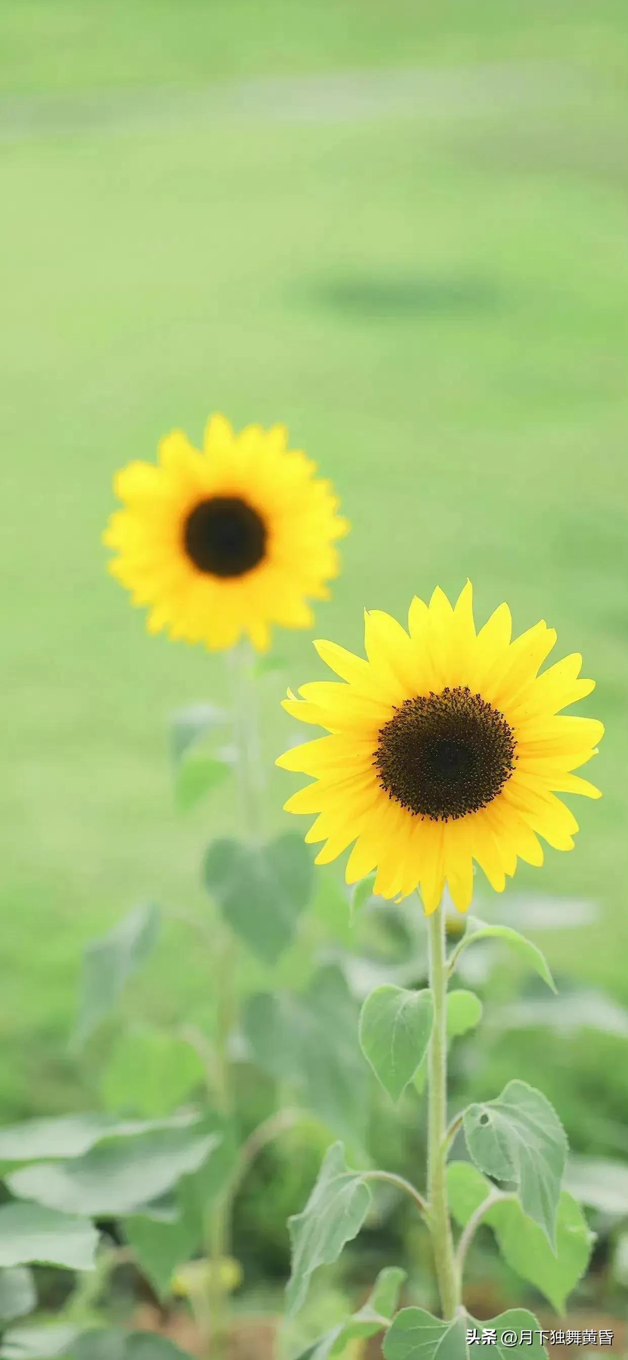 夏天壁纸图高清,壁纸夏天的太阳