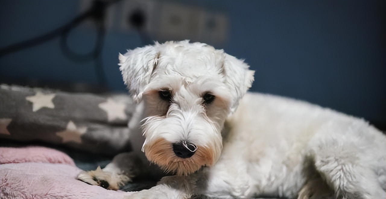 雪纳瑞为什么越来越少人养,为什么养雪纳瑞的人只喜欢雪纳瑞