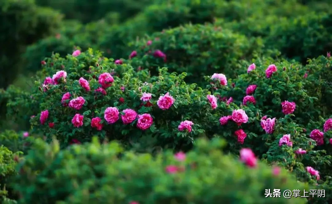 山东商报济南记者站,山东商报创刊