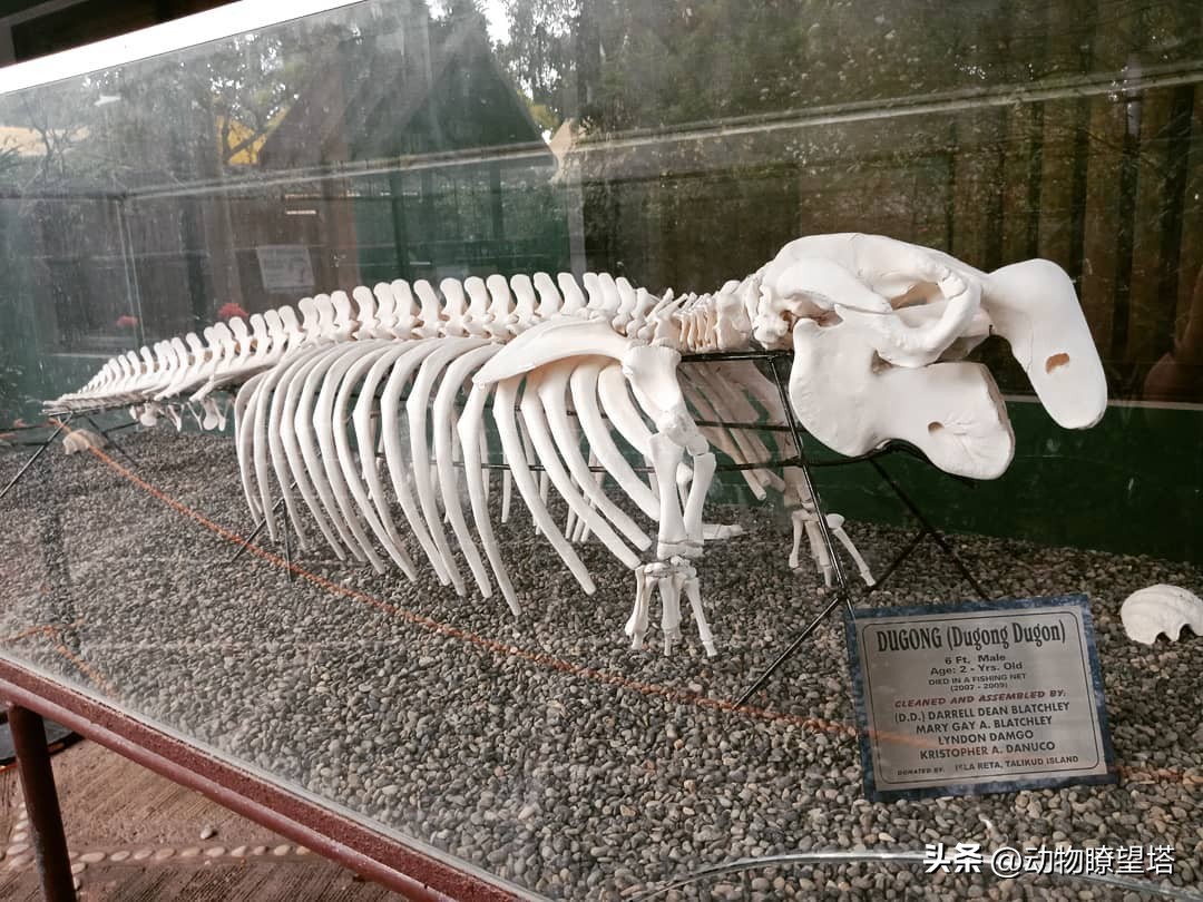 巨型儒艮灭绝,儒艮为什么遭到大量捕杀