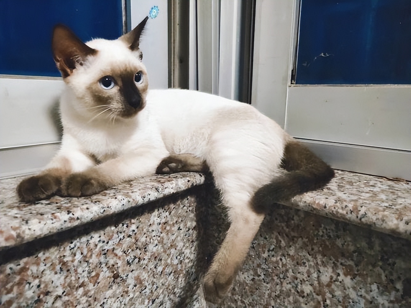 纯种猫咪有哪些颜色,纯种宠物猫有哪些品种