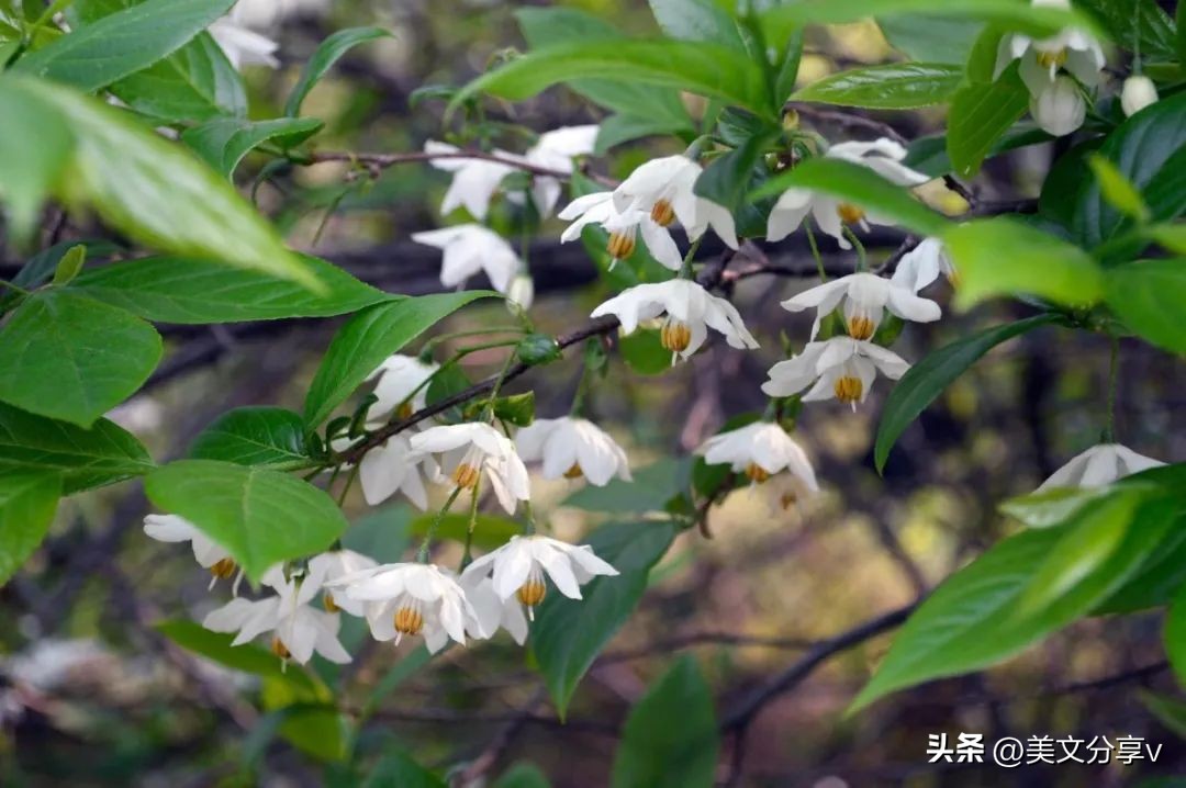 春风送暖，绿博园踏春赏梅正当时~