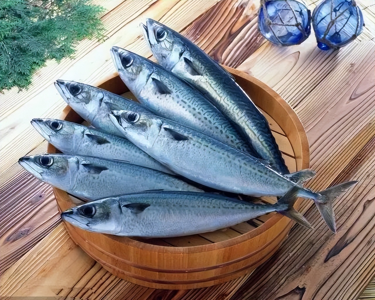 鲭鱼是发物吗能吃吗,鲭鱼有什么危害