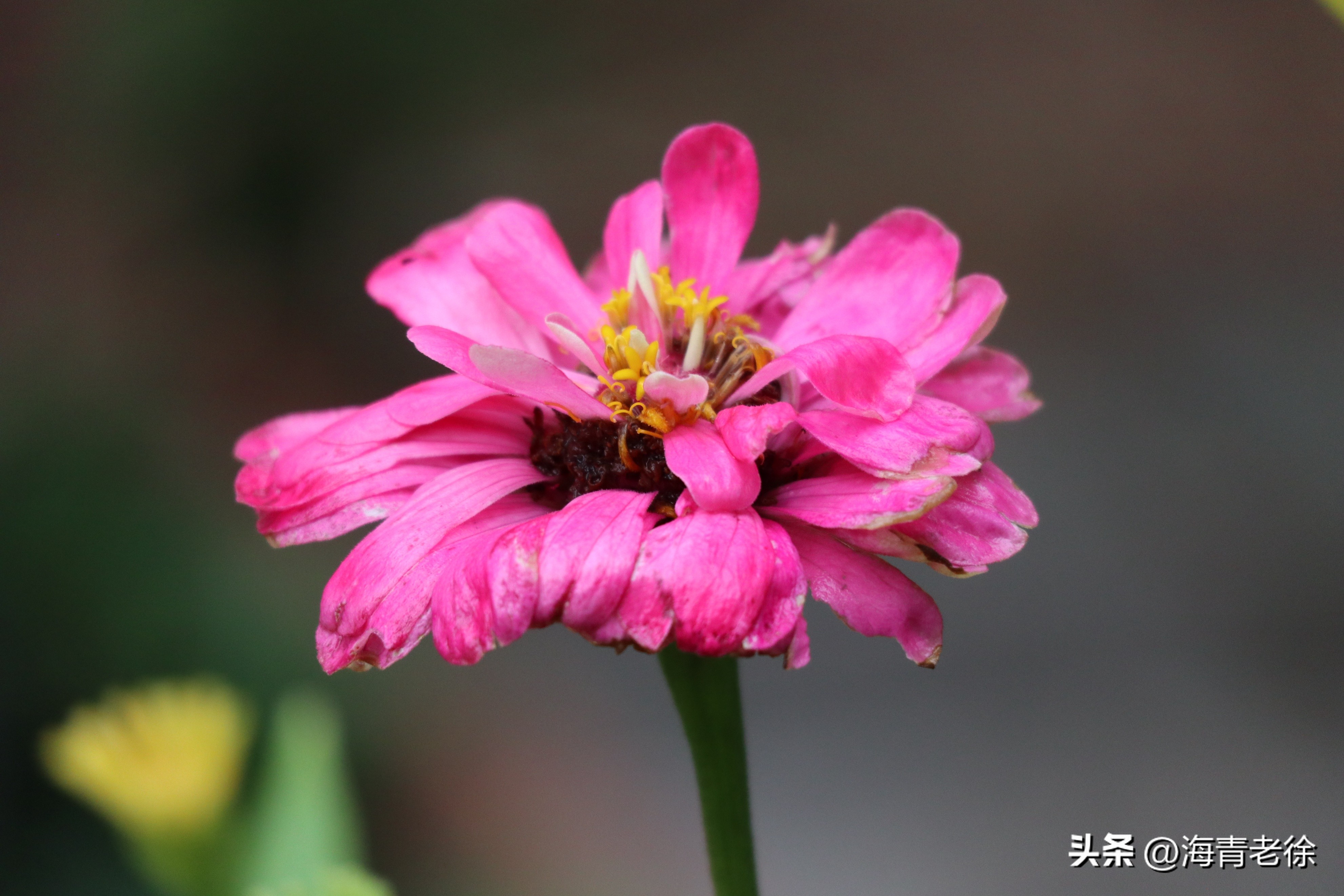 百日菊的花特征,五彩百日菊开花图片