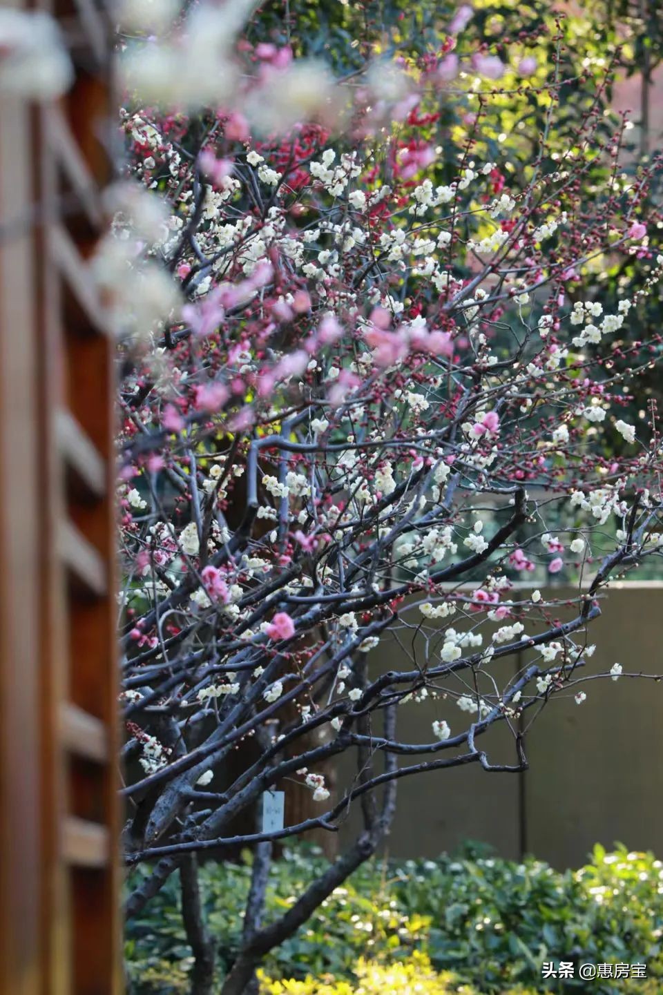 上海公园免费,上海免费公园排行