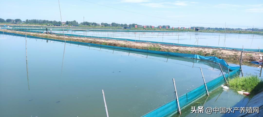 养蟹一亩能挣多少钱,养1亩鱼塘螃蟹的利润