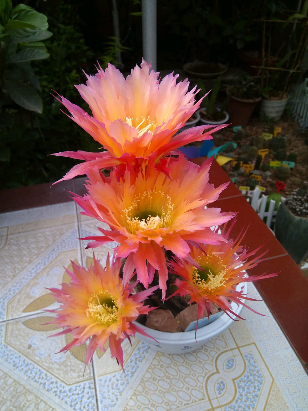 毛花柱仙人球品种大全,顶级精品仙人球花