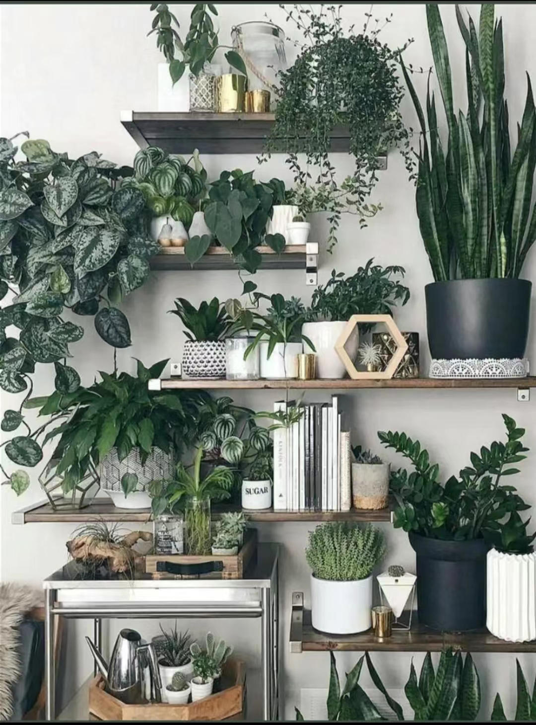 耐寒常绿室内大型花卉,保持花的新鲜技巧