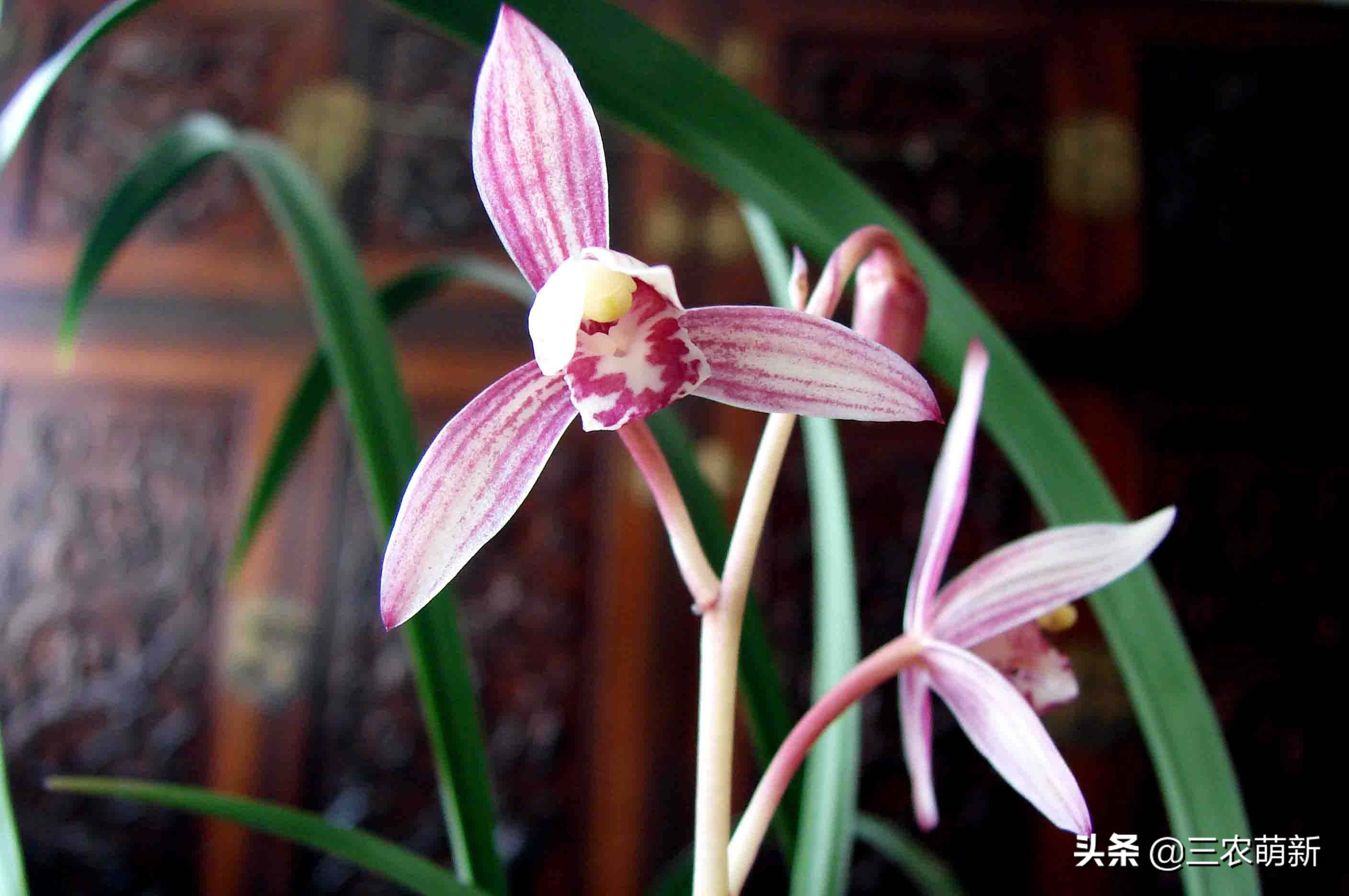 什么样的兰花好养并且花好看且香,兰花哪个品种好活好养又好看