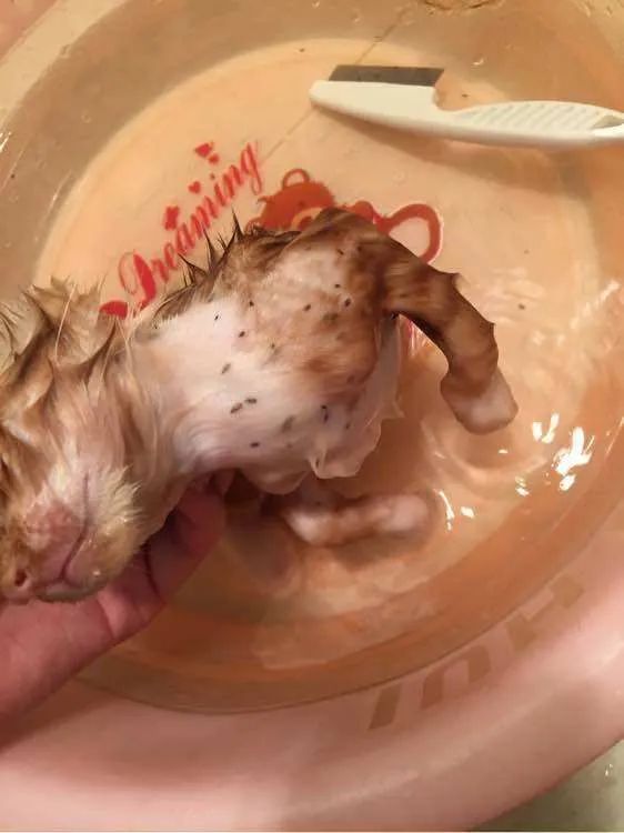 怎么断定猫咪身上有没有跳蚤,怎样判断猫咪身上有跳蚤