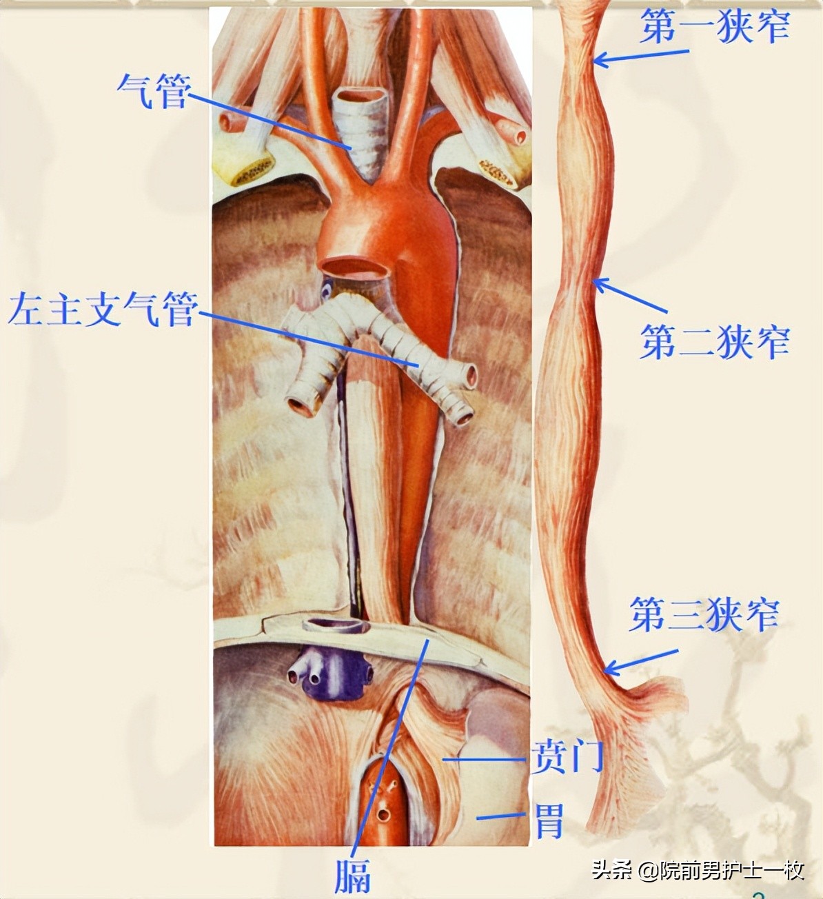 患者出现呕血的护理应急预案视频,呕血病人的急救流程操作