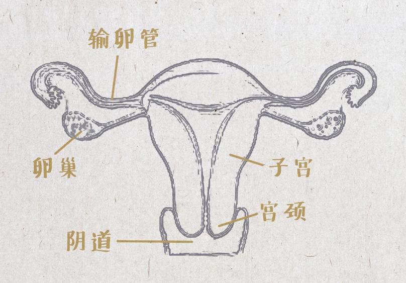 月经之后第多少天是排卵期,月经后的第几天是排卵期