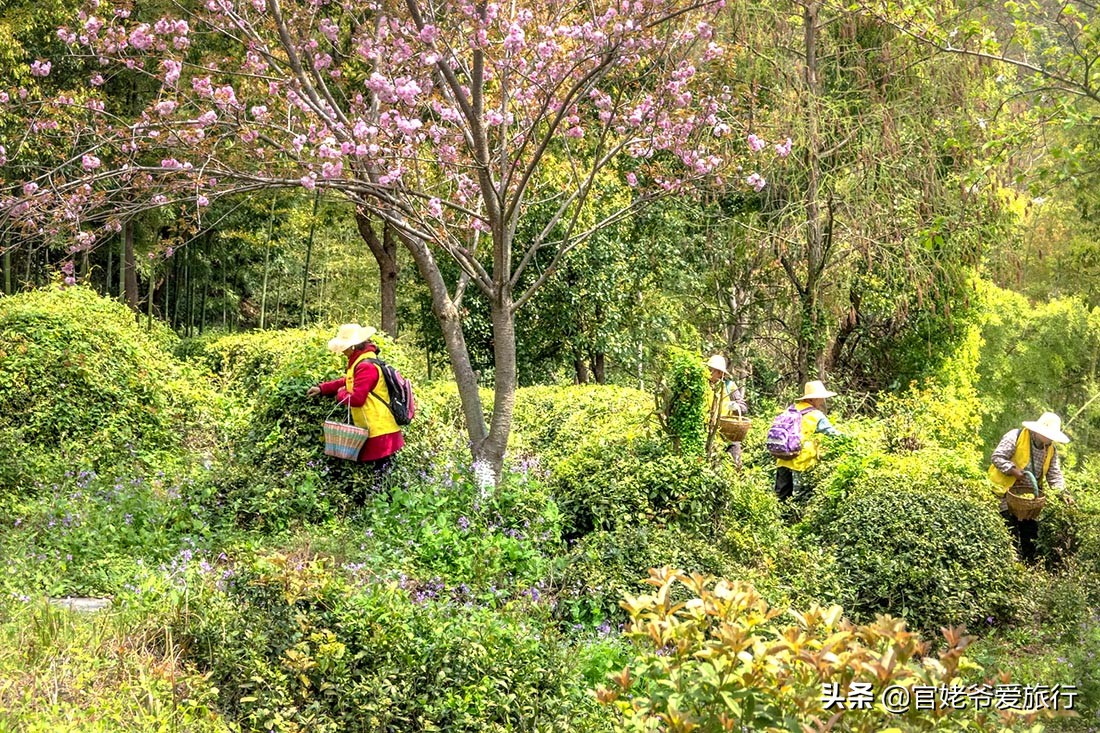 武汉黄陂茶谷风景区,武汉市黄陂区后花园