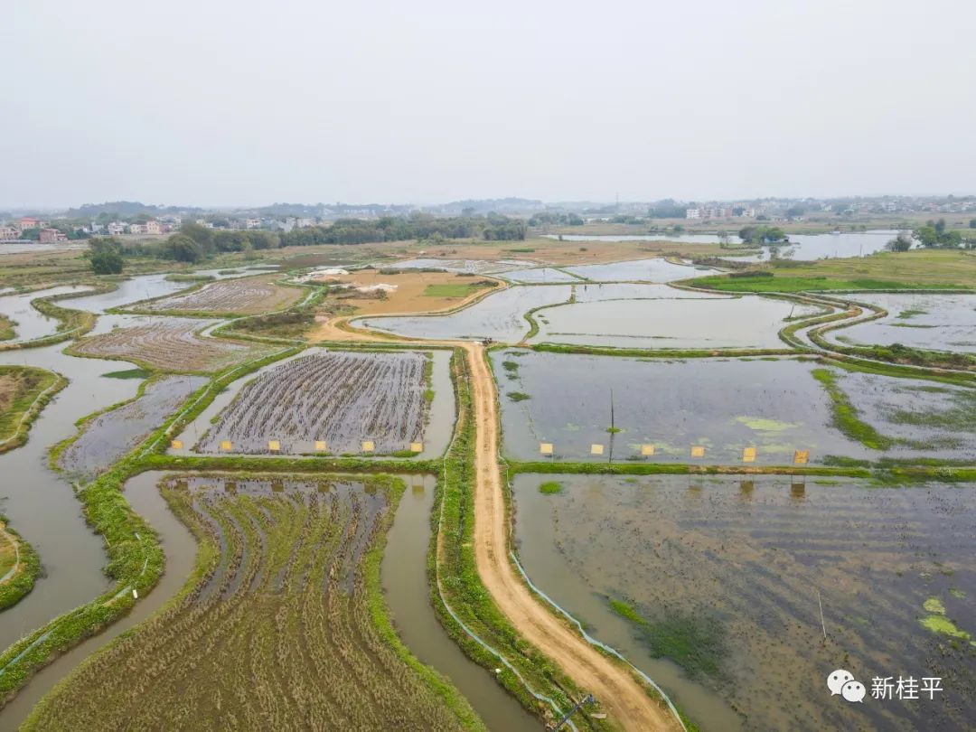 桂平：生态小龙虾错峰养殖助力乡村振兴