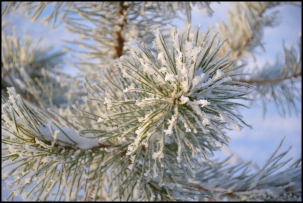 扫描身份证怎么扫描成一张图片,身份证怎么弄成电子扫描件