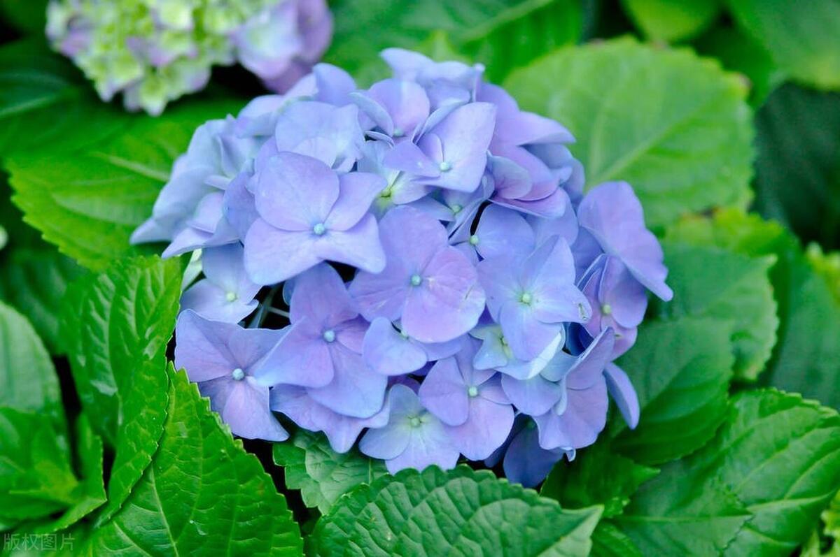 花市买回的花如何处理,花市买花回家后怎么养