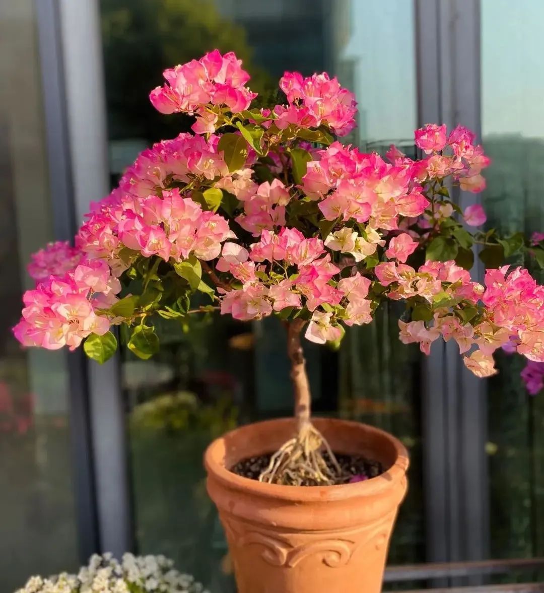 30种适合懒人养的花三角梅耐寒吗,三角梅养花技巧及知识大全详解