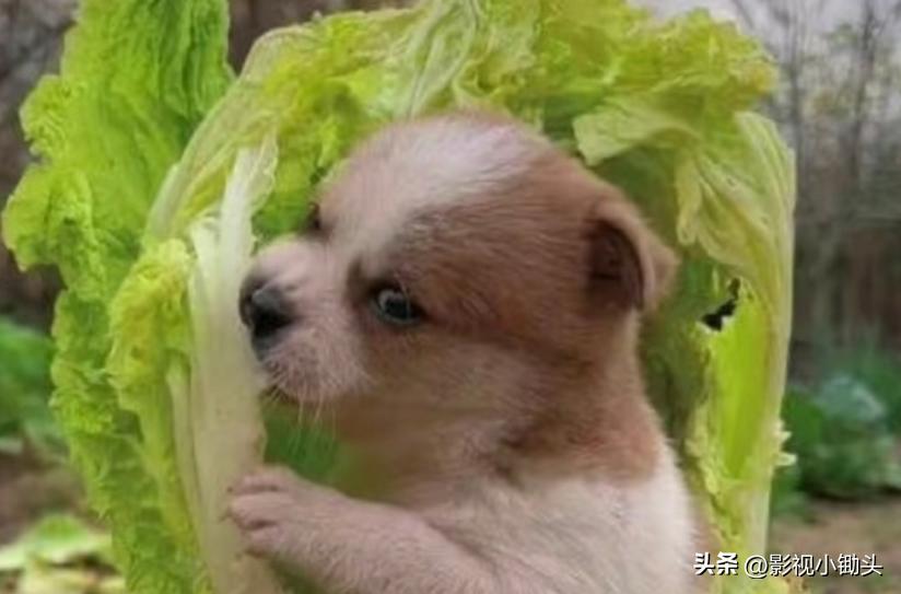 《烈焰》伍赓和白菜的羁绊，也太好磕了，荣获“狗啃白菜”cp名