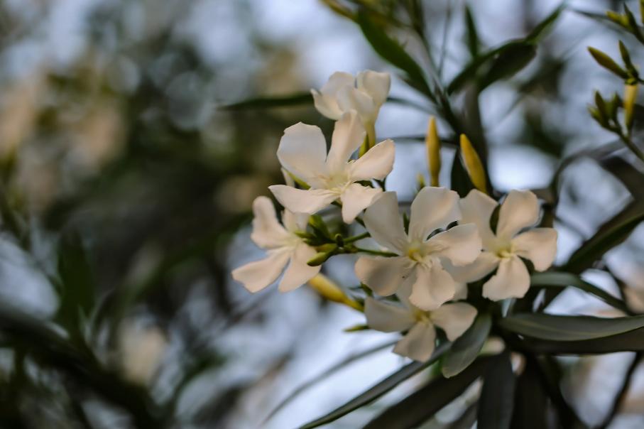 小雨催花,夹竹桃诗句和优美句子